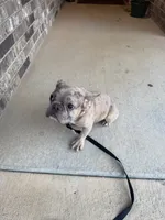 Ozzy, a male French Bulldog for sale in Carl Junction, MO – 1 of 2