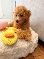 Scamper, a male Maltipoo and Poodle - Toy  for sale in Emeryville, CA – 4 of 8