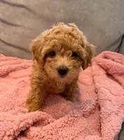 Babygirl, a female Maltipoo and Poodle - Toy  for sale in Emeryville, CA – 2 of 2