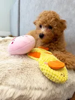 Scamper, a male Maltipoo and Poodle - Toy  for sale in Emeryville, CA – 6 of 8