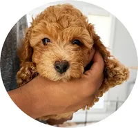 Bear2.0, a male Maltipoo and Poodle - Toy  for sale in Emeryville, CA – 2 of 5