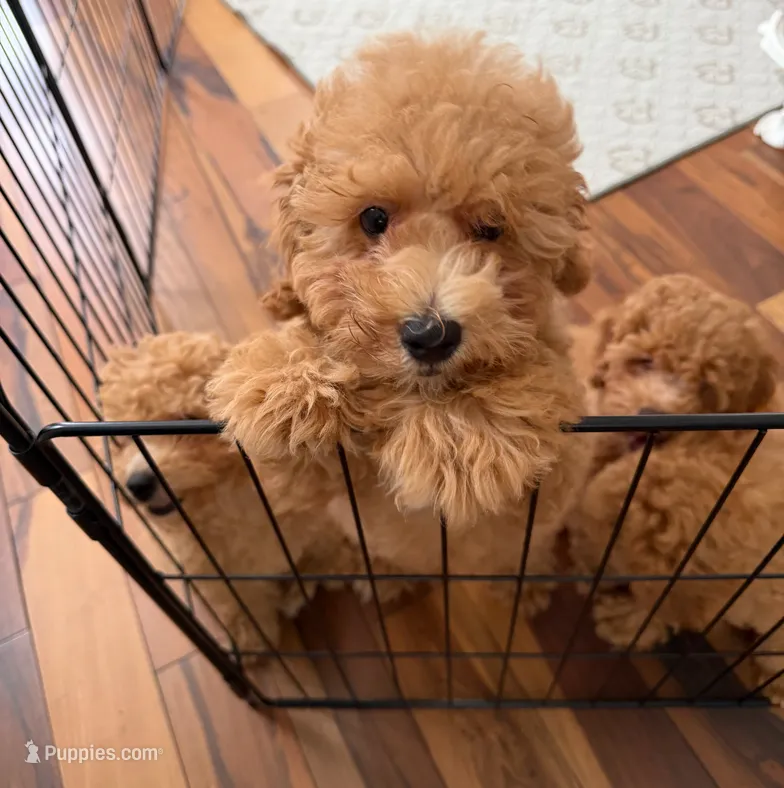 Biggie Smalls – Maltipoo, Poodle - Toy  puppy for sale in Emeryville, CA