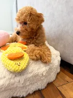 Scamper, a male Maltipoo and Poodle - Toy  for sale in Emeryville, CA – 3 of 8