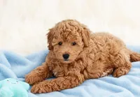 Biggie Smalls, a male Maltipoo and Poodle - Toy  for sale in Emeryville, CA – 4 of 4