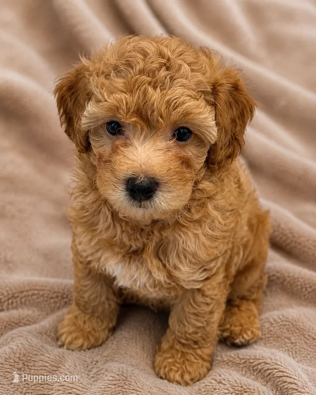 Scamper – Maltipoo, Poodle - Toy  puppy for sale in Emeryville, CA