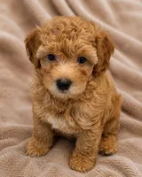 Scamper, a male Maltipoo and Poodle - Toy  for sale in Emeryville, CA – 1 of 8