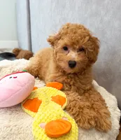 Scamper, a male Maltipoo and Poodle - Toy  for sale in Emeryville, CA – 5 of 8