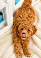Biggie Smalls, a male Maltipoo and Poodle - Toy  for sale in Emeryville, CA – 2 of 4