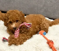 Bear2.0, a male Maltipoo and Poodle - Toy  for sale in Emeryville, CA – 5 of 5