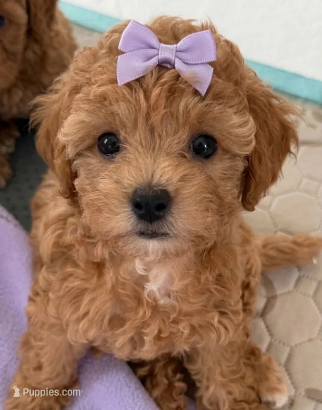 Babygirl – Maltipoo, Poodle - Toy  puppy for sale in Emeryville, CA