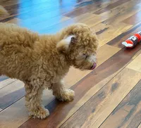 Scamper, a male Maltipoo and Poodle - Toy  for sale in Emeryville, CA – 8 of 8