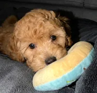 Biggie Smalls, a male Maltipoo and Poodle - Toy  for sale in Emeryville, CA – 3 of 4