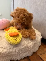 Scamper, a male Maltipoo and Poodle - Toy  for sale in Emeryville, CA – 7 of 8