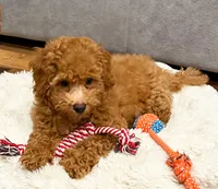 Bear2.0, a male Maltipoo and Poodle - Toy  for sale in Emeryville, CA – 4 of 5