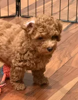 Bear2.0, a male Maltipoo and Poodle - Toy  for sale in Emeryville, CA – 3 of 5
