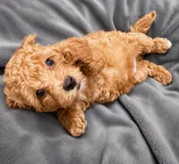 Bear2.0, a male Maltipoo and Poodle - Toy  for sale in Emeryville, CA – 1 of 5