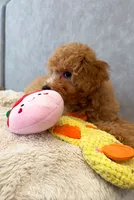 Scamper, a male Maltipoo and Poodle - Toy  for sale in Emeryville, CA – 2 of 8