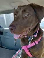 Mocha, a female Labrador Retriever for sale in Bartlett, IL – Photo 3 of 3