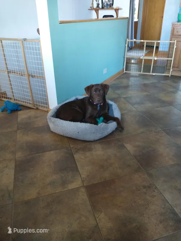 Mocha – Labrador Retriever puppy for sale in Bartlett, IL