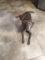 Mocha, a female Labrador Retriever for sale in Bartlett, IL – Photo 2 of 3