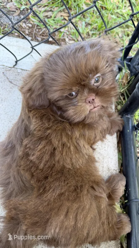 Godiva – Shih Tzu puppy for sale in Tampa, FL