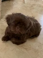 Godiva, a female Shih Tzu for sale in Tampa, FL – Photo 6 of 7