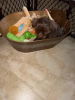 Godiva, a female Shih Tzu for sale in Tampa, FL – Photo 4 of 7