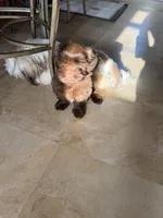 Godiva, a female Shih Tzu for sale in Tampa, FL – Photo 5 of 7