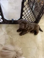 Godiva, a female Shih Tzu for sale in Tampa, FL – Photo 7 of 7