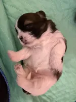 Puppy #2 Female, a male Shih Tzu for sale in Tampa, FL – 5 of 7