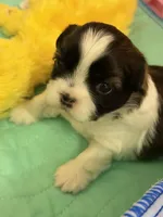 Puppy # 4, a male Shih Tzu for sale in Tampa, FL – 4 of 4