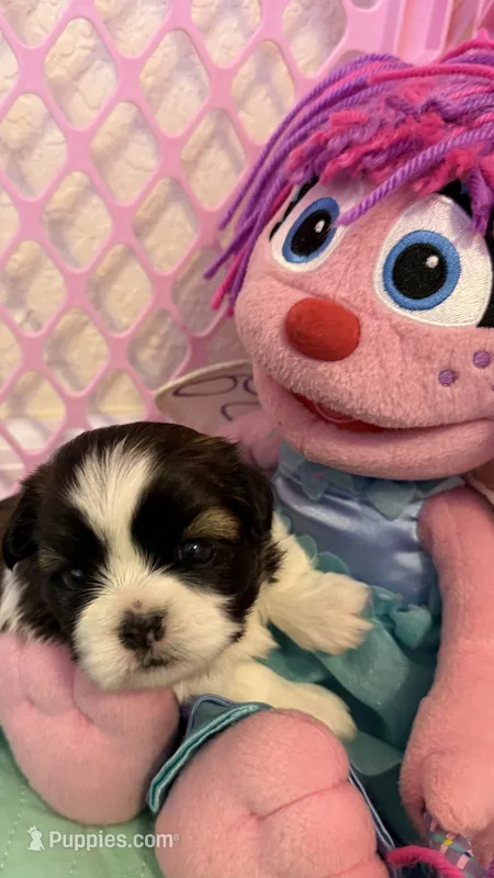 Abby Cadabby  – Shih Tzu puppy for sale in Tampa, FL