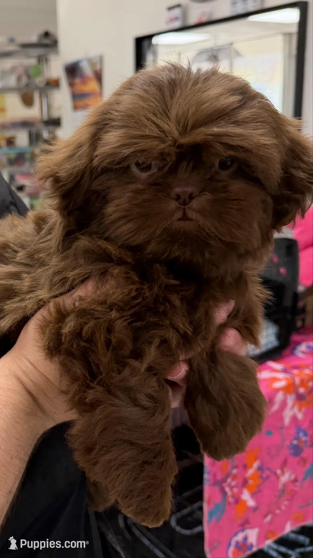 Godiva, a female Shih Tzu for sale in Tampa, FL – Photo 3 of 7