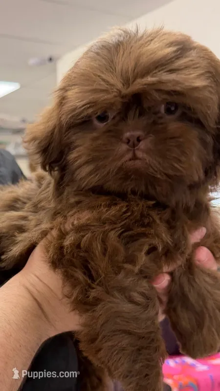 Godiva – Shih Tzu puppy for sale in Tampa, FL
