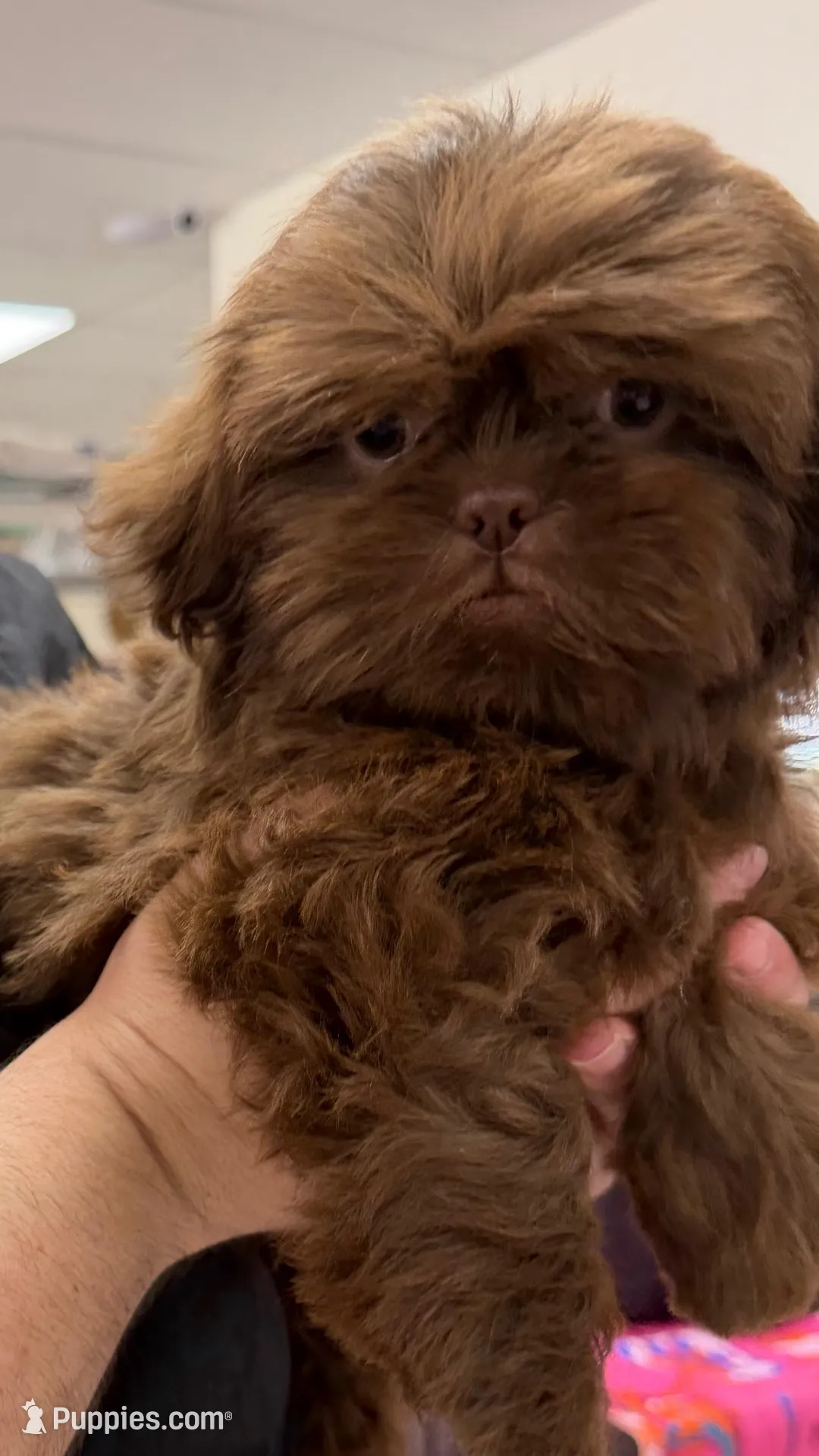 Godiva, a female Shih Tzu for sale in Tampa, FL – Photo 1 of 7