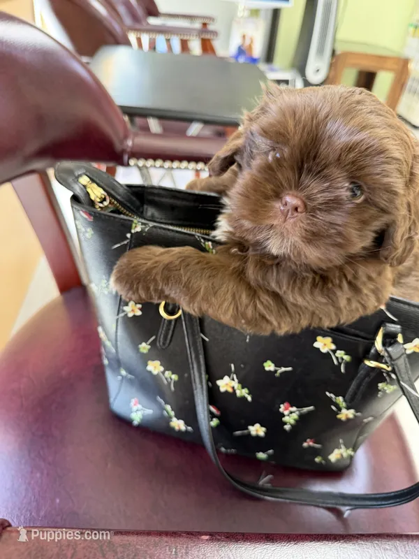 Oscar – Shih Tzu puppy for sale in Tampa, FL