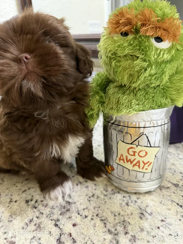 Oscar – Shih Tzu puppy on hold in Tampa, FL