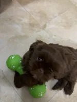 Oscar, a male Shih Tzu for sale in Tampa, FL – Photo 6 of 8