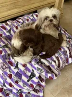 Oscar, a male Shih Tzu for sale in Tampa, FL – Photo 8 of 8