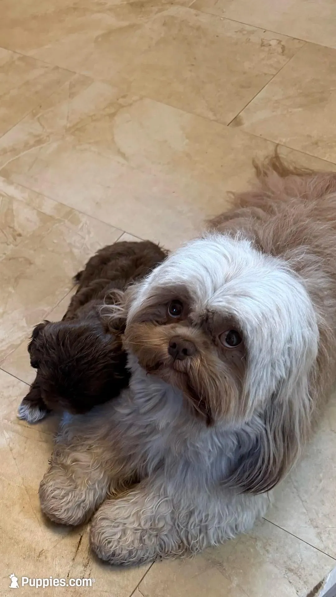 Oscar, a male Shih Tzu for sale in Tampa, FL – Photo 7 of 8