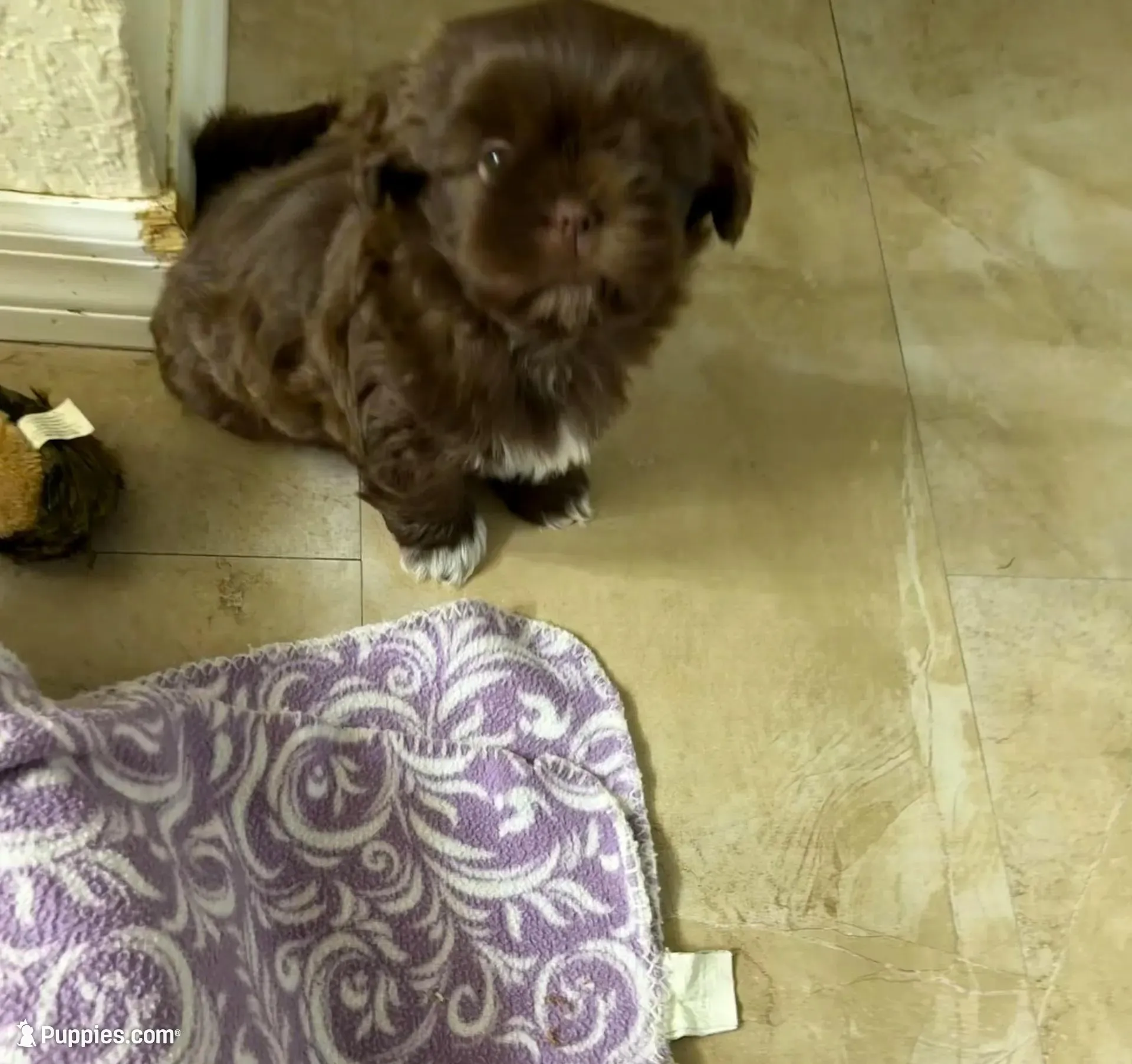 Oscar, a male Shih Tzu for sale in Tampa, FL – Photo 5 of 8