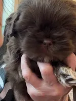 Oscar, a male Shih Tzu for sale in Tampa, FL – Photo 3 of 8