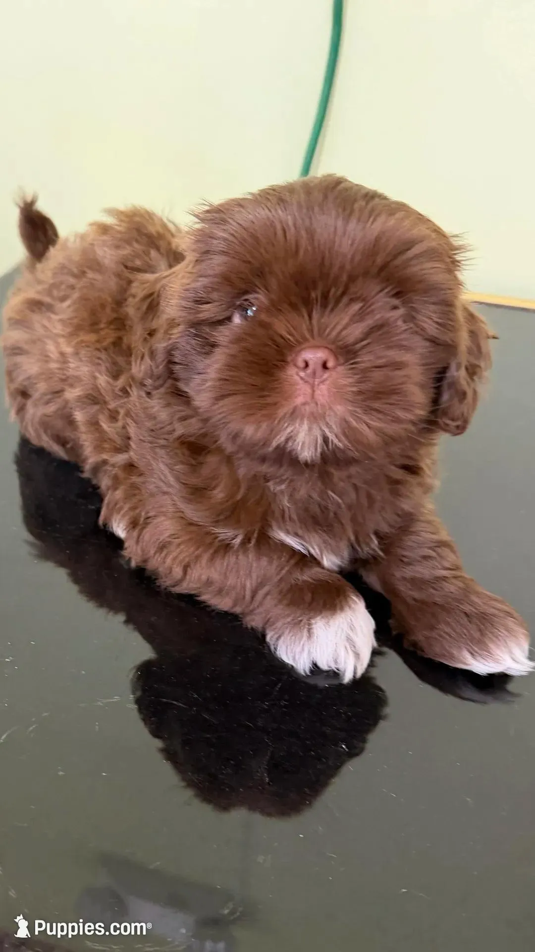 Oscar, a male Shih Tzu for sale in Tampa, FL – Photo 4 of 8