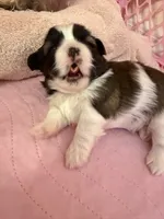 Puppy #2 Female, a male Shih Tzu for sale in Tampa, FL – 7 of 7