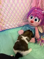 Abby Cadabby , a female Shih Tzu for sale in Tampa, FL – 4 of 10