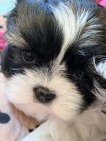 Robbie, a male Shih Tzu for sale in Tampa, FL – 2 of 8