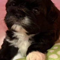 AKC ONYX Male #4, a male Shih Tzu for sale in Tampa, FL – Photo 3 of 8