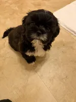 AKC ONYX Male #4, a male Shih Tzu for sale in Tampa, FL – Photo 5 of 8