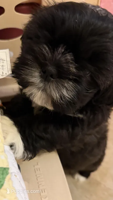 AKC ONYX Male #4, a male Shih Tzu for sale in Tampa, FL – Photo 1 of 8