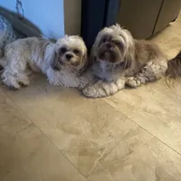 AKC ONYX Male #4, a male Shih Tzu for sale in Tampa, FL – Photo 8 of 8